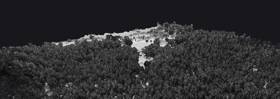 Forest Colorization